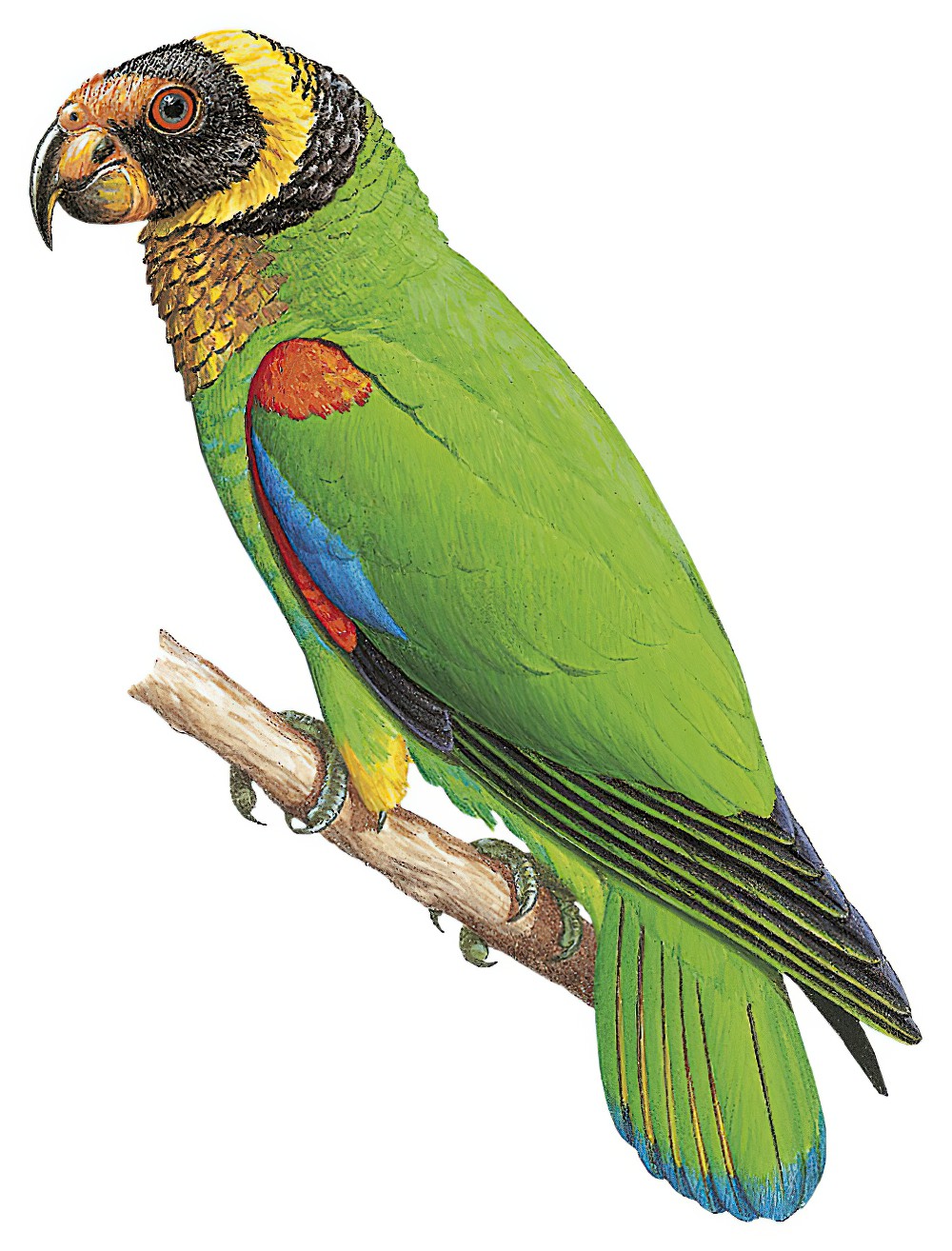 鹫鹦哥 / Vulturine Parrot / Pyrilia vulturina