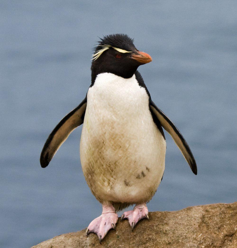 凤头黄眉企鹅 / Southern Rockhopper Penguin / Eudyptes chrysocome
