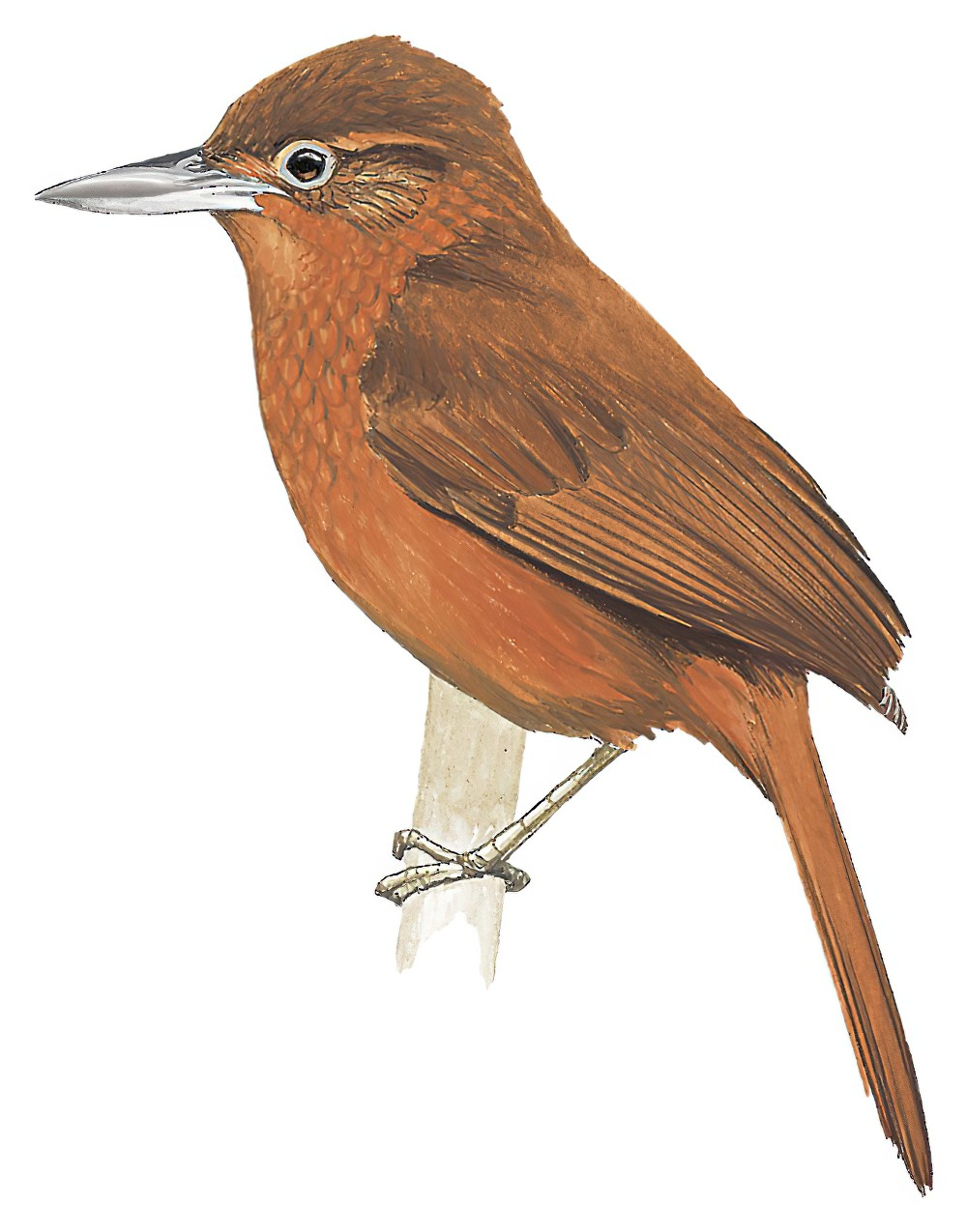 秘鲁拾叶雀 / Peruvian Recurvebill / Syndactyla ucayalae