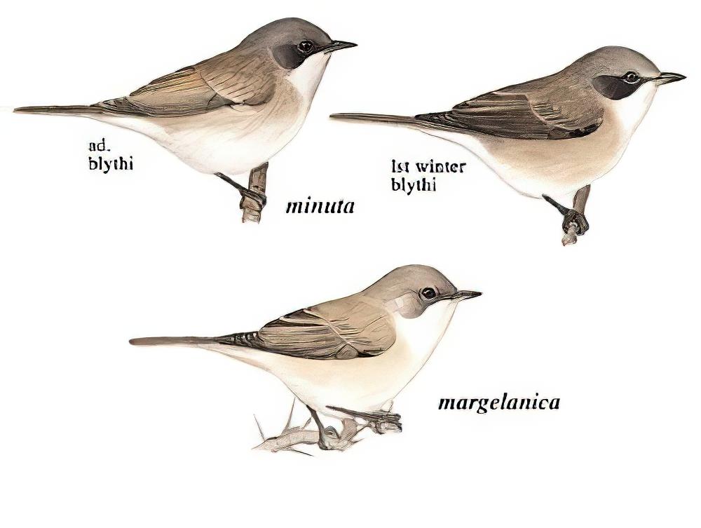 白喉林莺 / Lesser Whitethroat / Curruca curruca