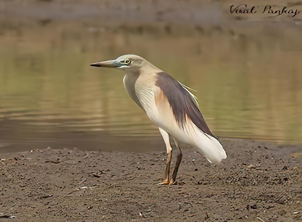 印度池鹭 / Indian Pond Heron / Ardeola grayii