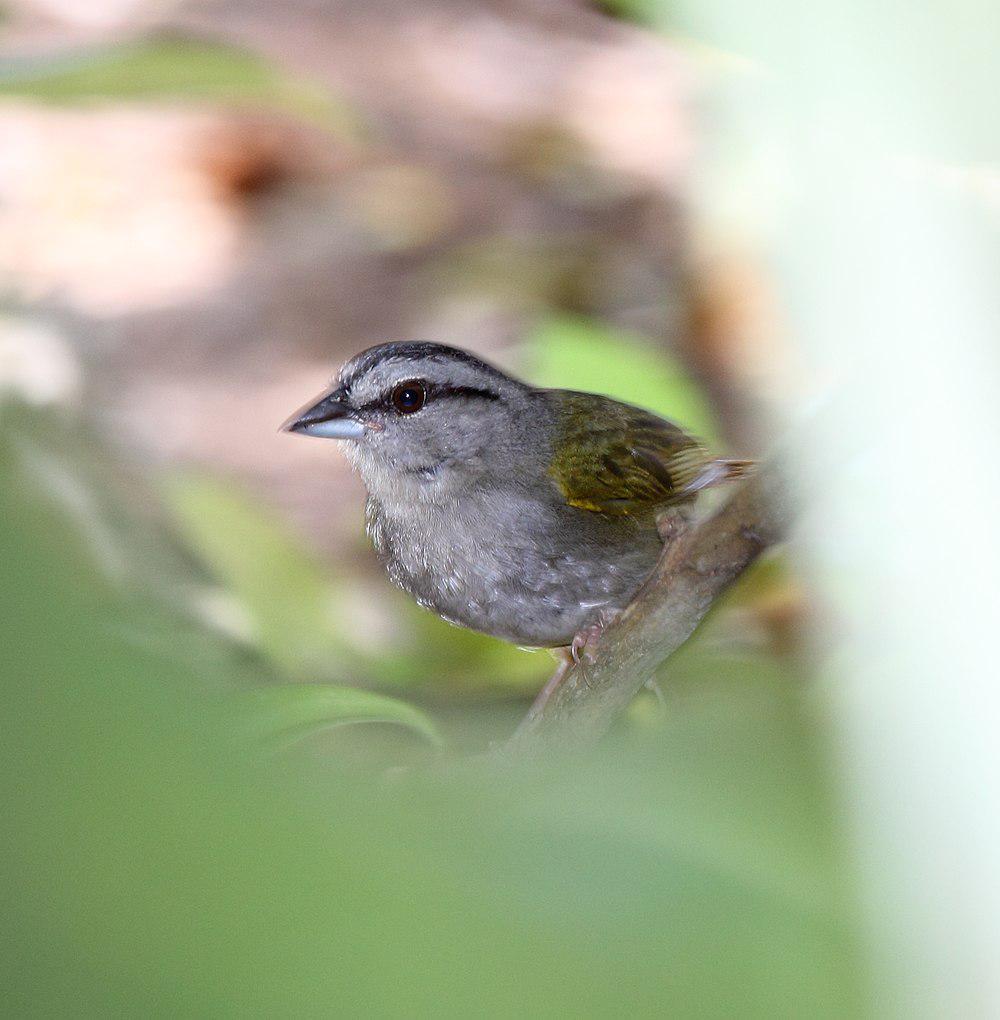 绿背纹头雀 / Green-backed Sparrow / Arremonops chloronotus