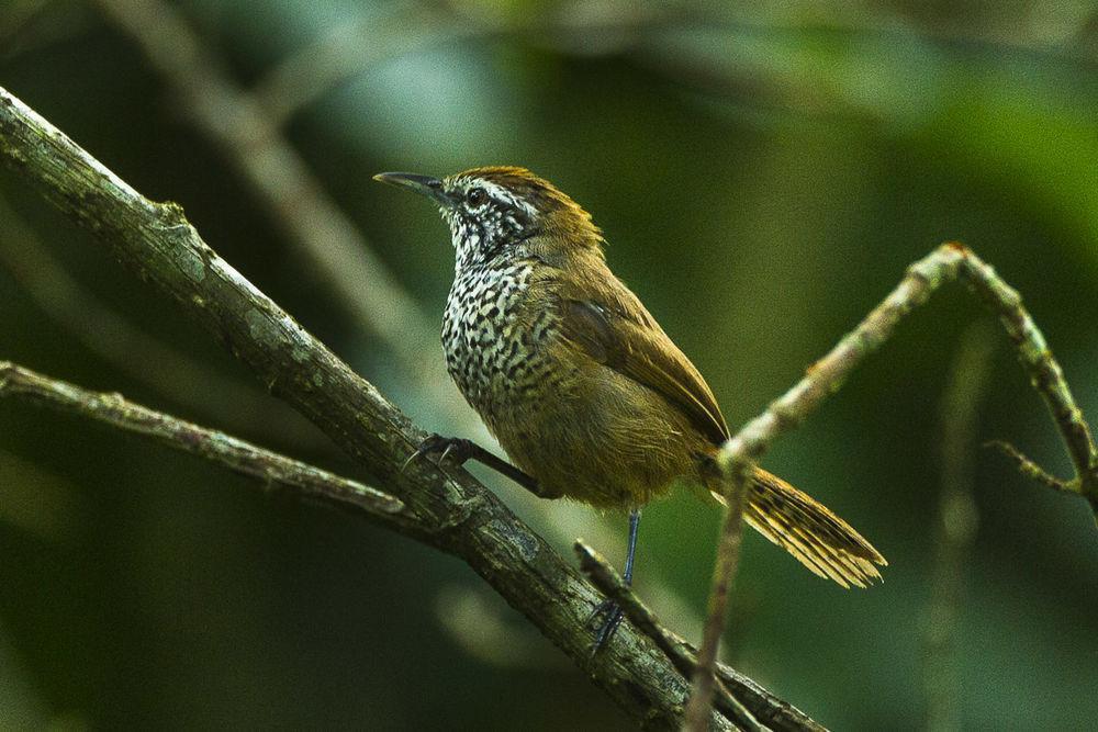 斑胸苇鹪鹩 / Spot-breasted Wren / Pheugopedius maculipectus