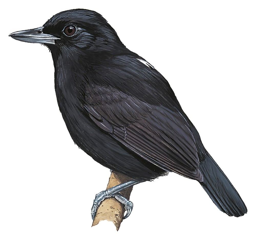 黑丛蚁鵙 / Black Bushbird / Neoctantes niger
