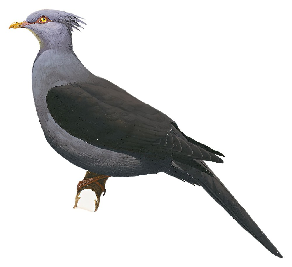 凤头长尾鸠 / Crested Cuckoo-Dove / Reinwardtoena crassirostris