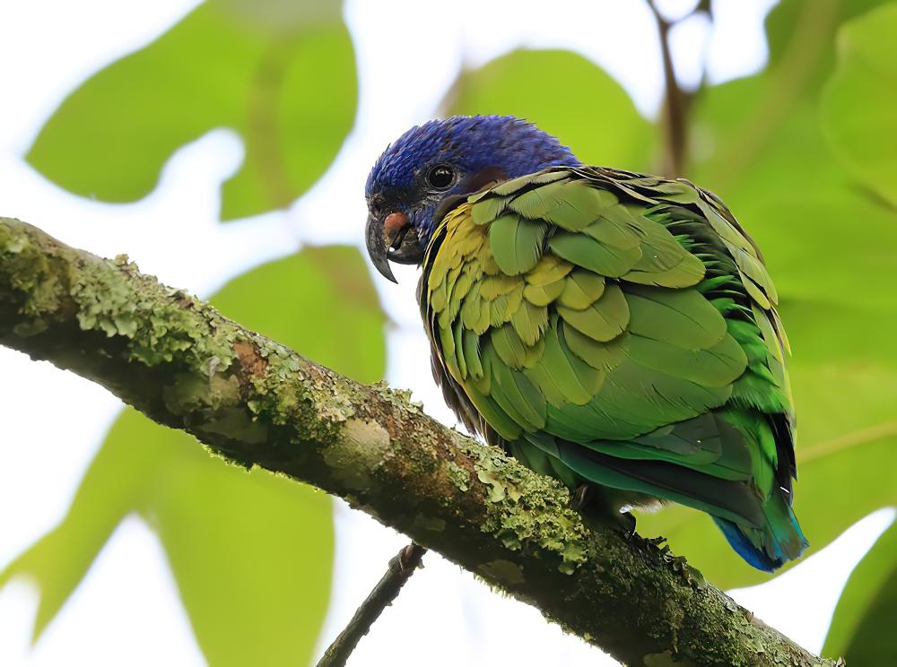 蓝头鹦哥 / Blue-headed Parrot / Pionus menstruus