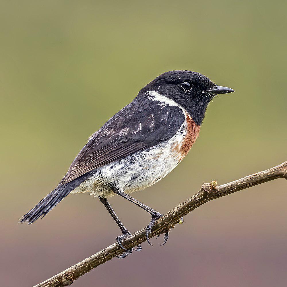 马达加斯加石䳭 / Madagascan Stonechat / Saxicola sibilla