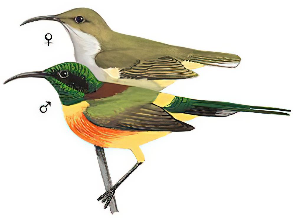 绿喉太阳鸟 / Green-tailed Sunbird / Aethopyga nipalensis