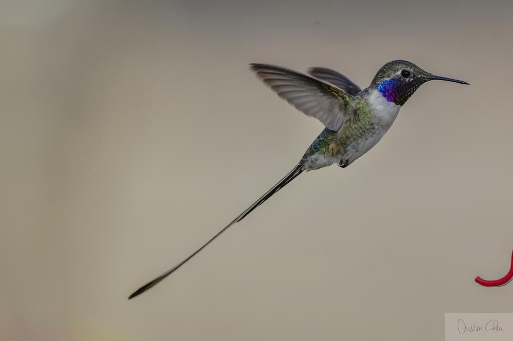 矛尾蜂鸟 / Peruvian Sheartail / Thaumastura cora