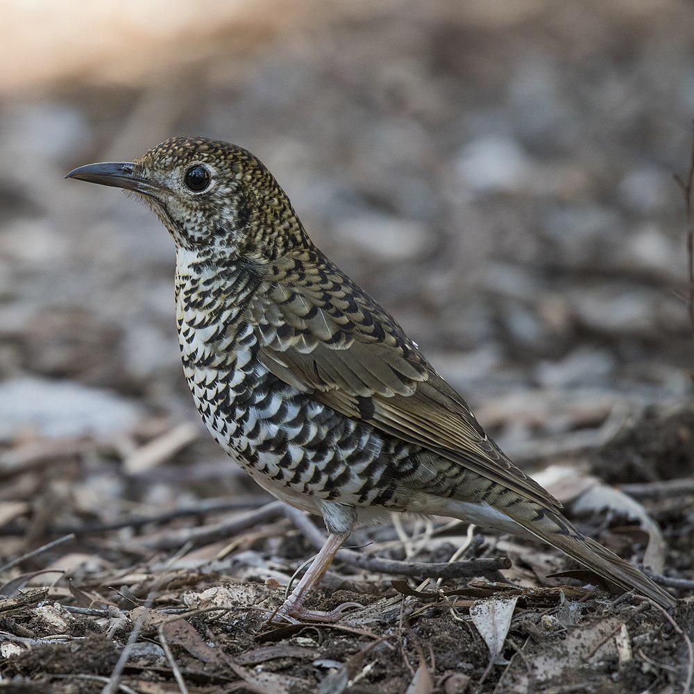 绿尾地鸫 / Bassian Thrush / Zoothera lunulata