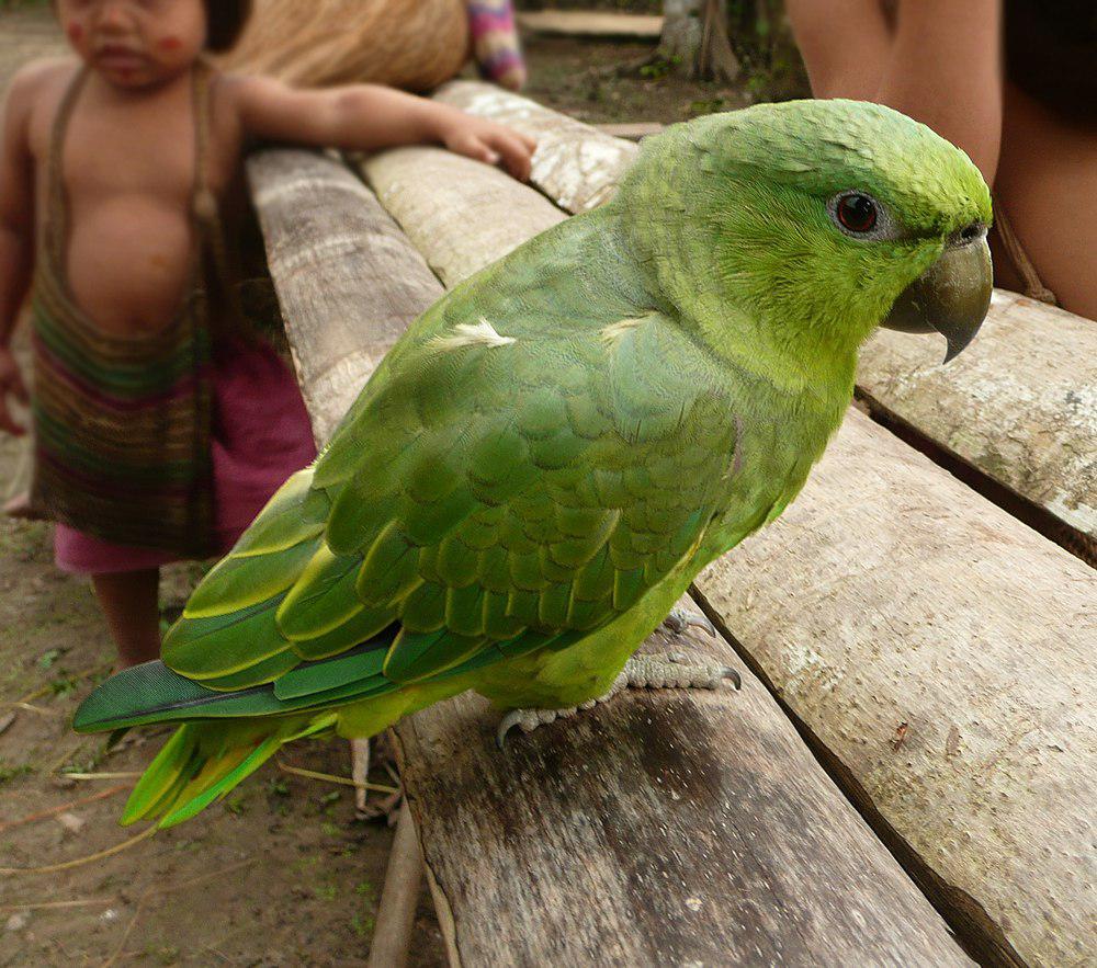 短尾鹦哥 / Short-tailed Parrot / Graydidascalus brachyurus