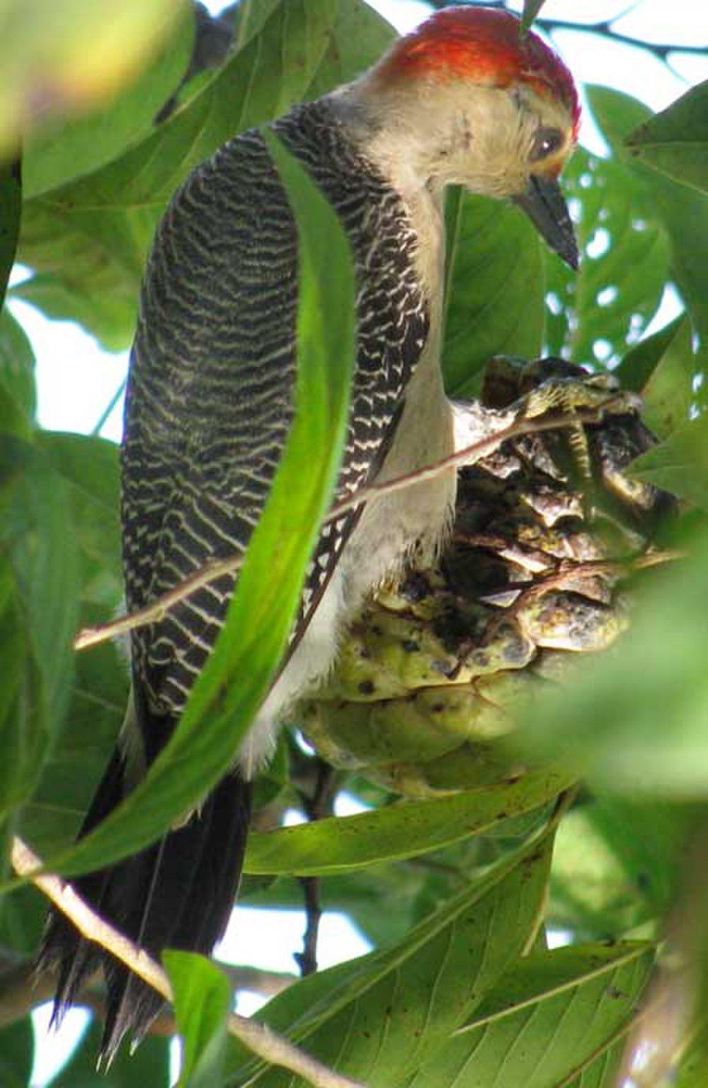 委氏啄木鸟 / Velasquez\'s Woodpecker / Melanerpes santacruzi