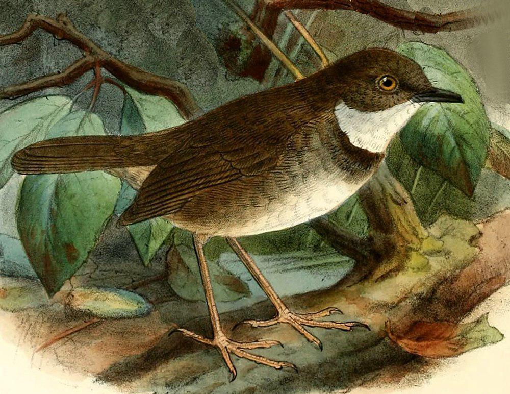 山鼠莺 / Mountain Mouse-warbler / Origma robusta