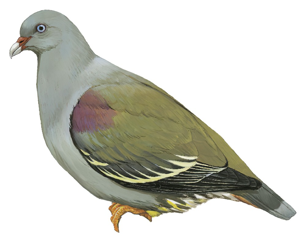 奔巴绿鸠 / Pemba Green Pigeon / Treron pembaensis