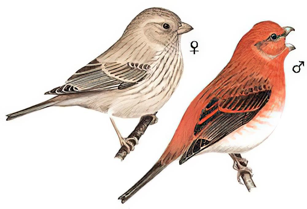 普通朱雀 / Common Rosefinch / Carpodacus erythrinus