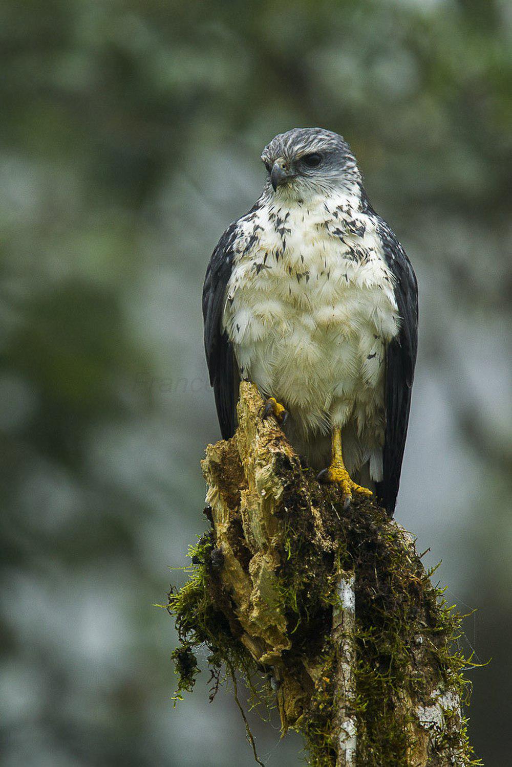 灰背南美鵟 / Grey-backed Hawk / Pseudastur occidentalis