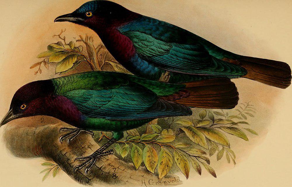 铜尾辉椋鸟 / Copper-tailed Starling / Hylopsar cupreocauda