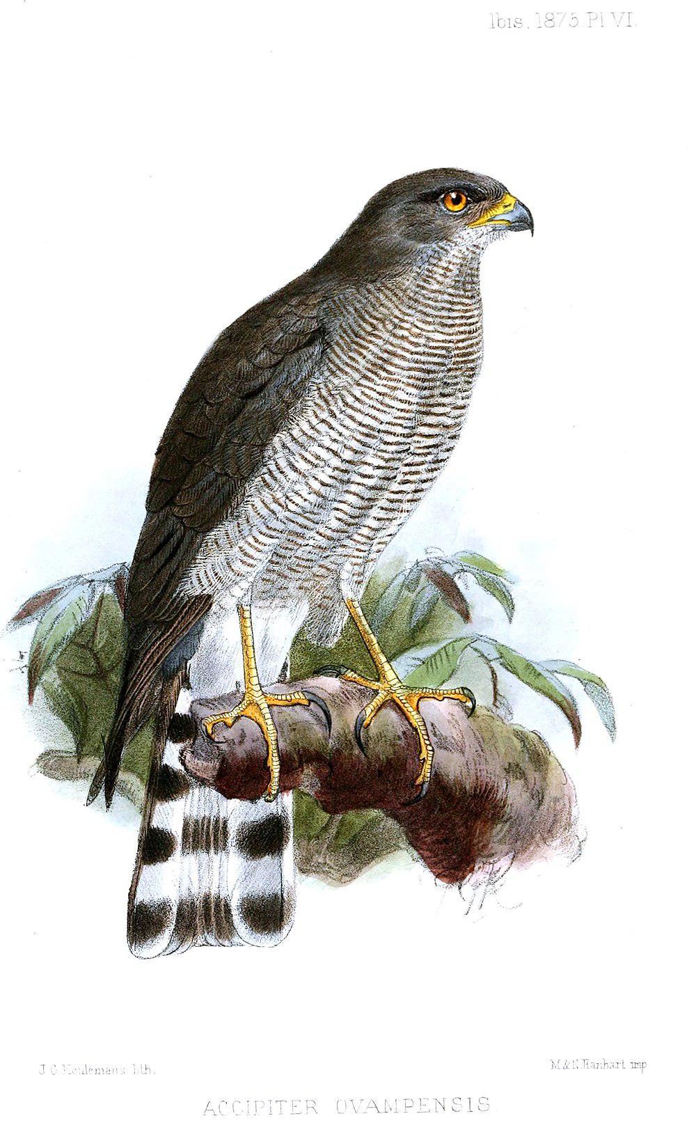 南非雀鹰 / Ovambo Sparrowhawk / Accipiter ovampensis