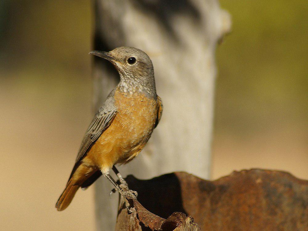 短趾矶鸫 / Short-toed Rock Thrush / Monticola brevipes