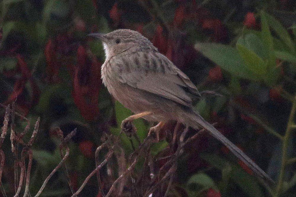 阿富汗鸫鹛 / Afghan Babbler / Argya huttoni