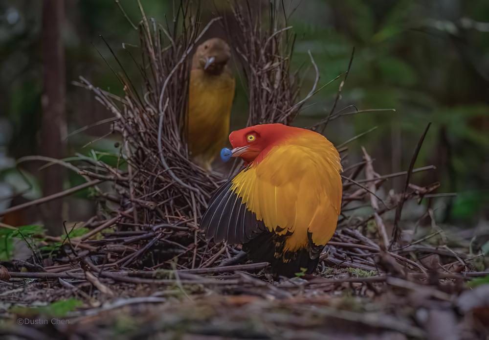 火红辉亭鸟 / Flame Bowerbird / Sericulus ardens