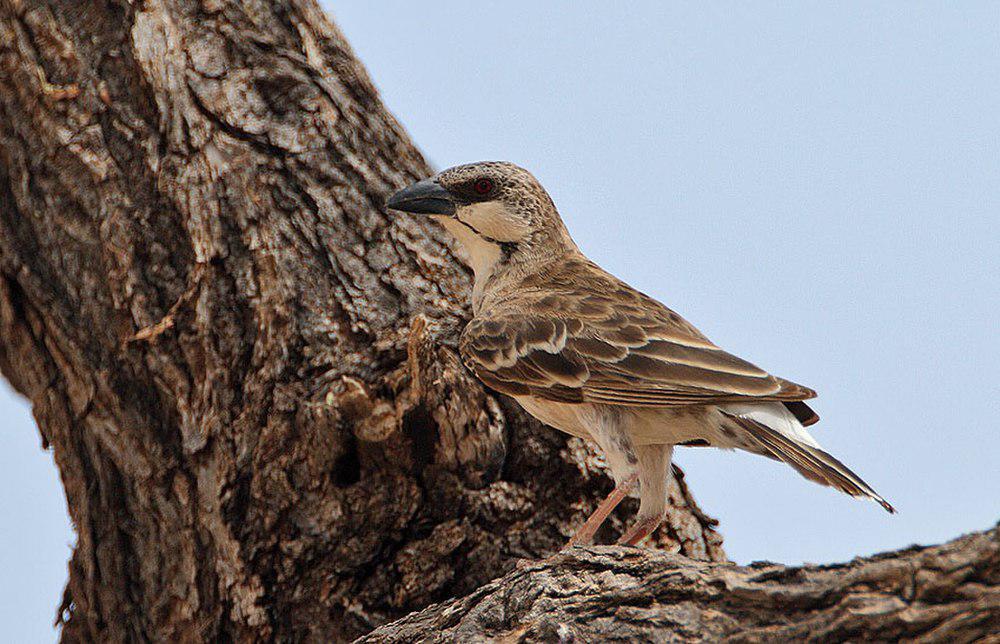 肯尼亚织布鸟 / Donaldson Smith\'s Sparrow-Weaver / Plocepasser donaldsoni