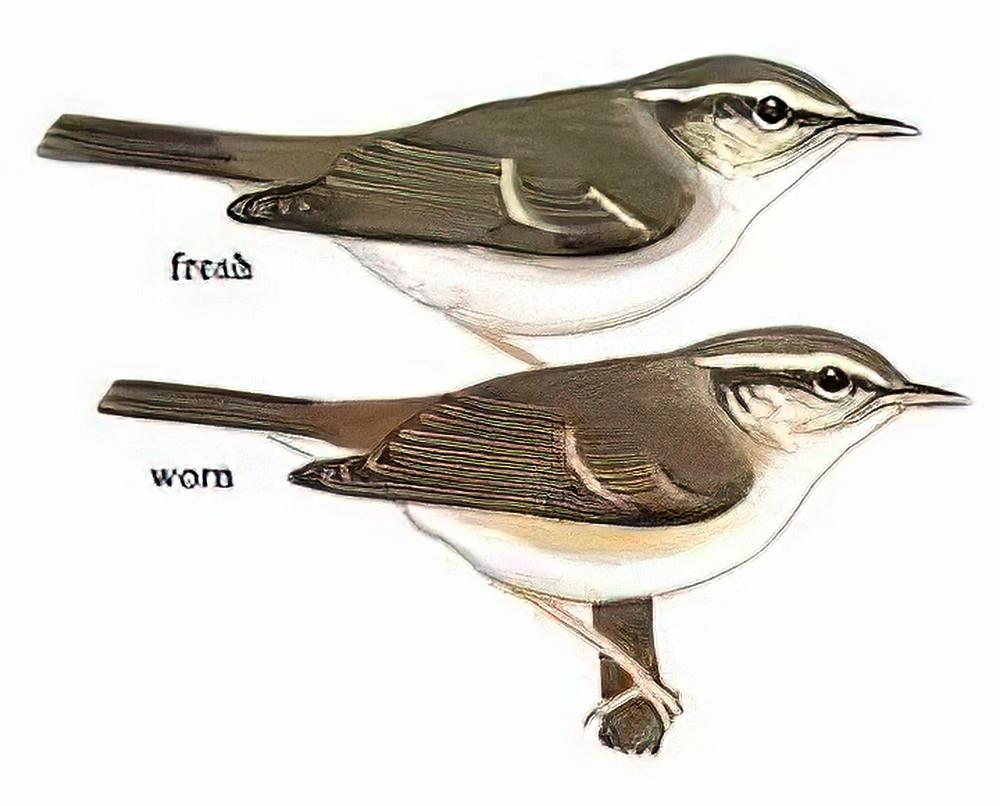 灰脚柳莺 / Pale-legged Warbler