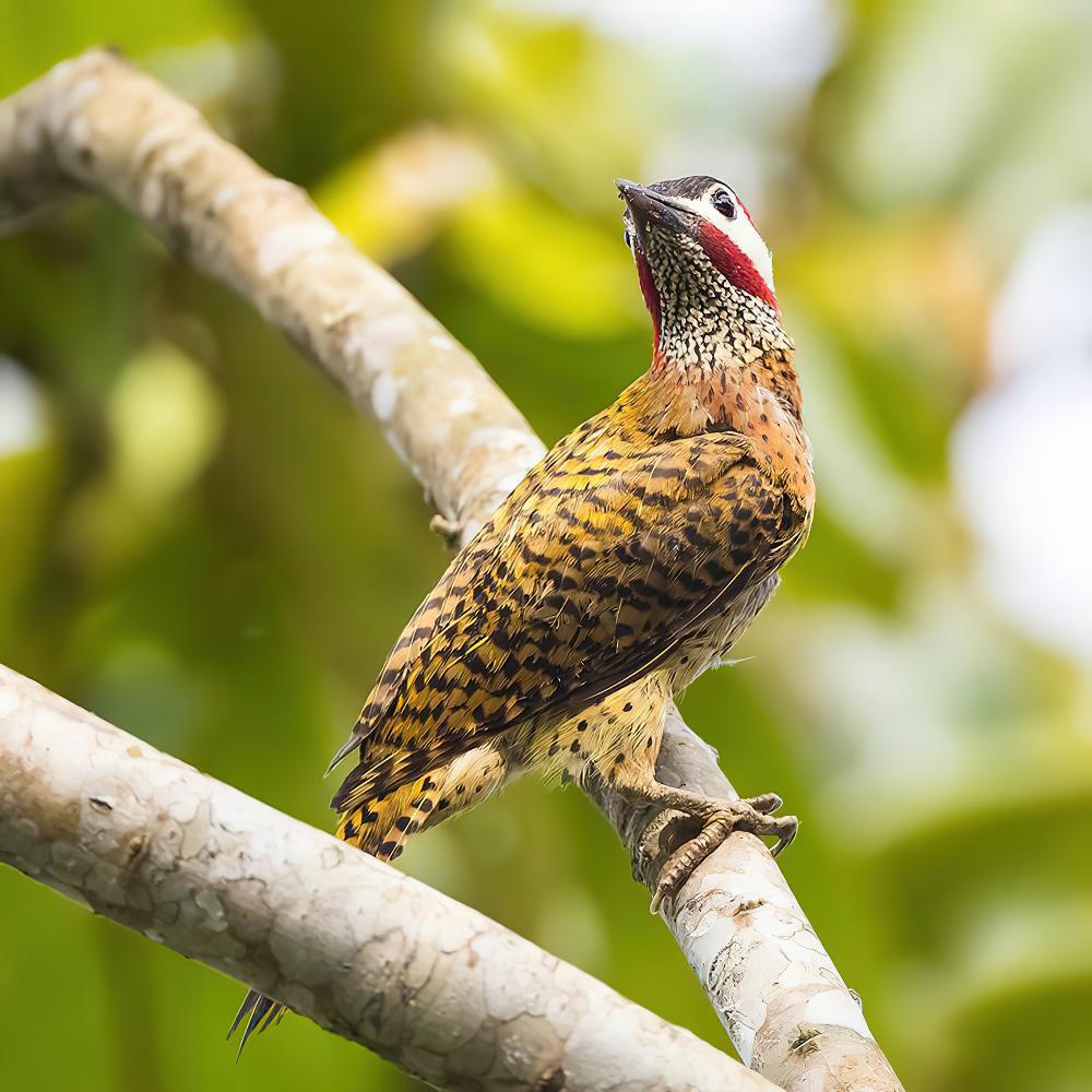斑胸扑翅䴕 / Spot-breasted Woodpecker / Colaptes punctigula