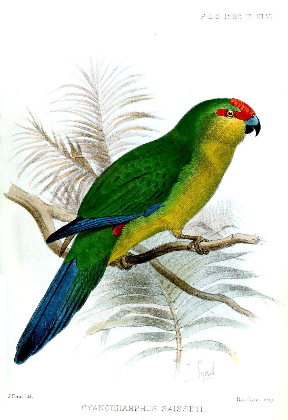 新加里东红额鹦鹉 / New Caledonian Parakeet / Cyanoramphus saisseti