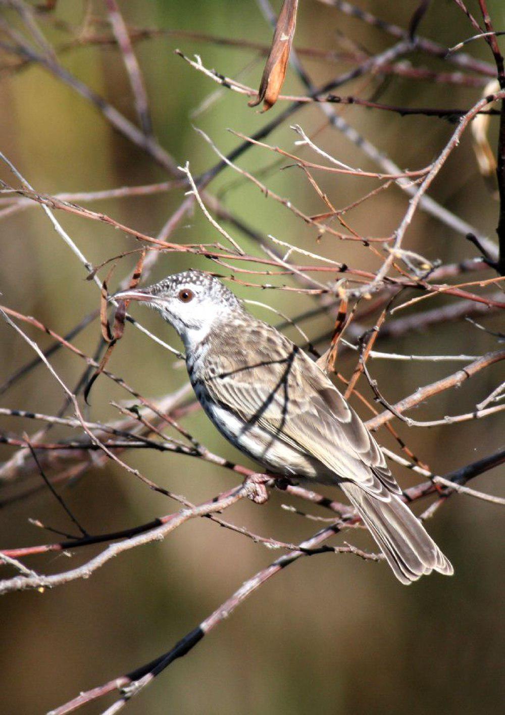 斑胸胶蜜鸟 / Bar-breasted Honeyeater / Ramsayornis fasciatus