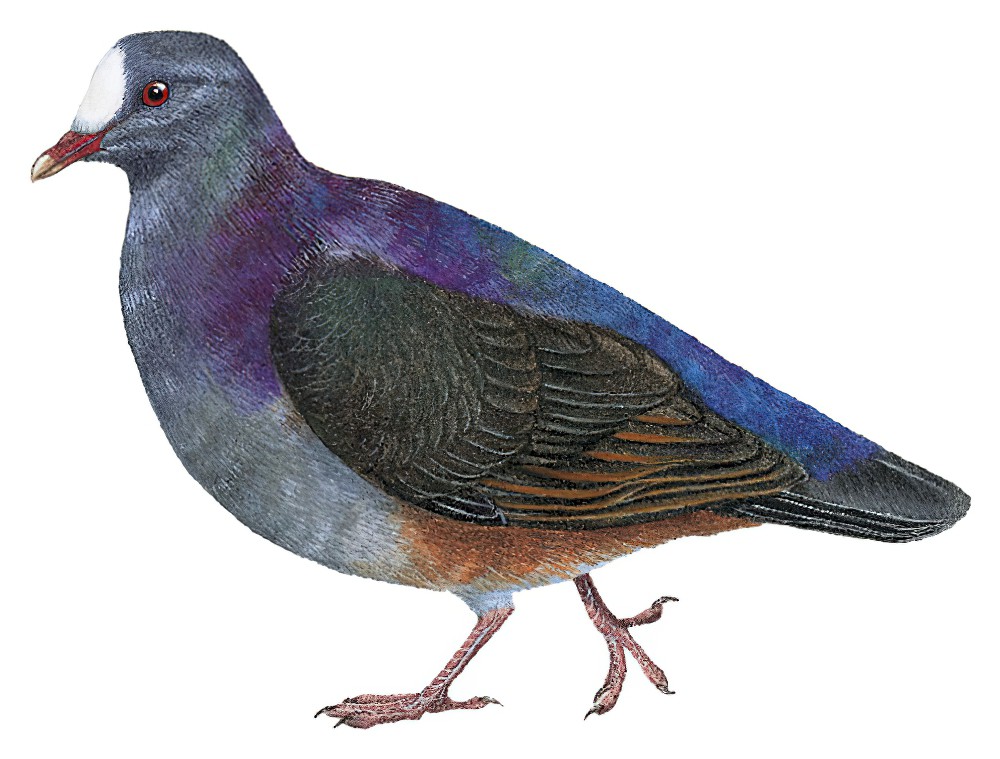 白额鹑鸠 / White-fronted Quail-Dove / Geotrygon leucometopia