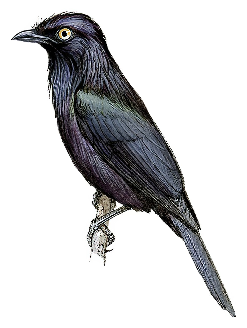 黄眼辉椋鸟 / Yellow-eyed Starling / Aplonis mystacea