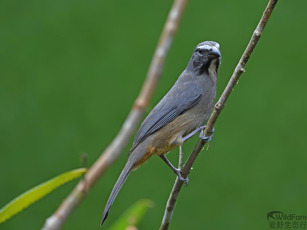 灰背舞雀 / Greyish Saltator / Saltator coerulescens