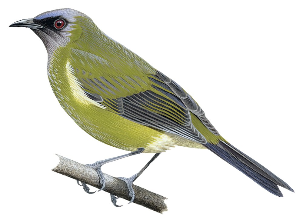 新西兰吸蜜鸟 / New Zealand Bellbird / Anthornis melanura
