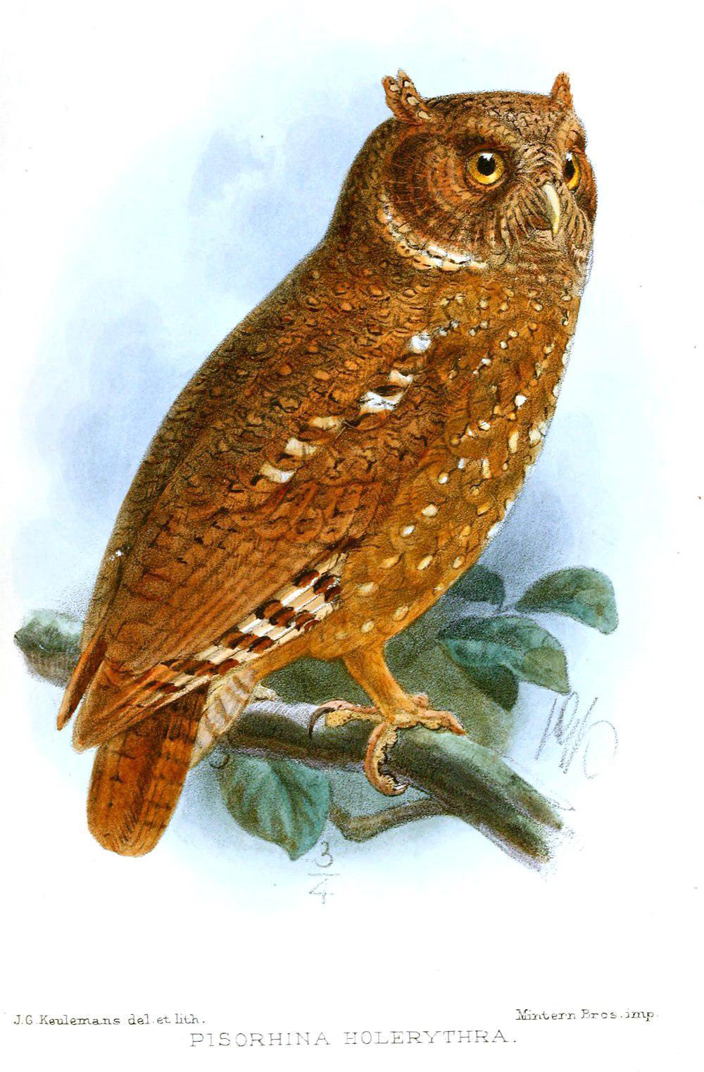 沙色角鸮 / Sandy Scops Owl / Otus icterorhynchus