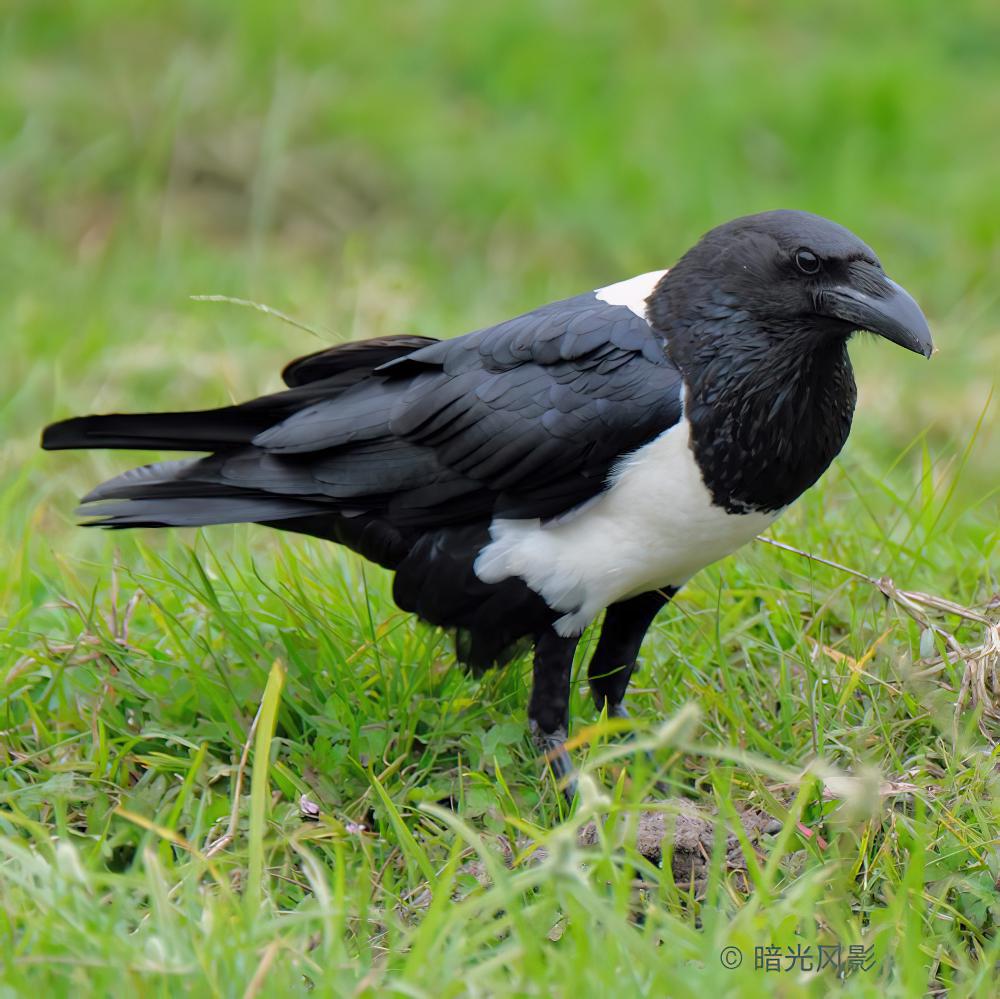 非洲白颈鸦 / Pied Crow / Corvus albus
