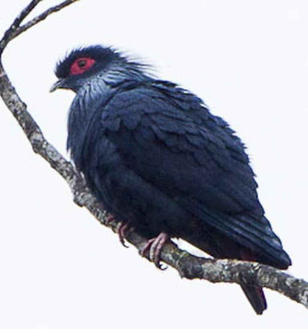 马岛蓝鸠 / Madagascan Blue Pigeon / Alectroenas madagascariensis