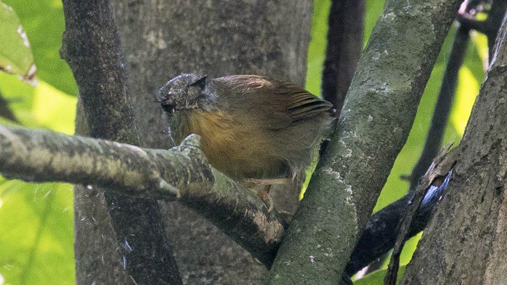 黄领纹胸鹛 / Grey-cheeked Tit-Babbler / Mixornis flavicollis