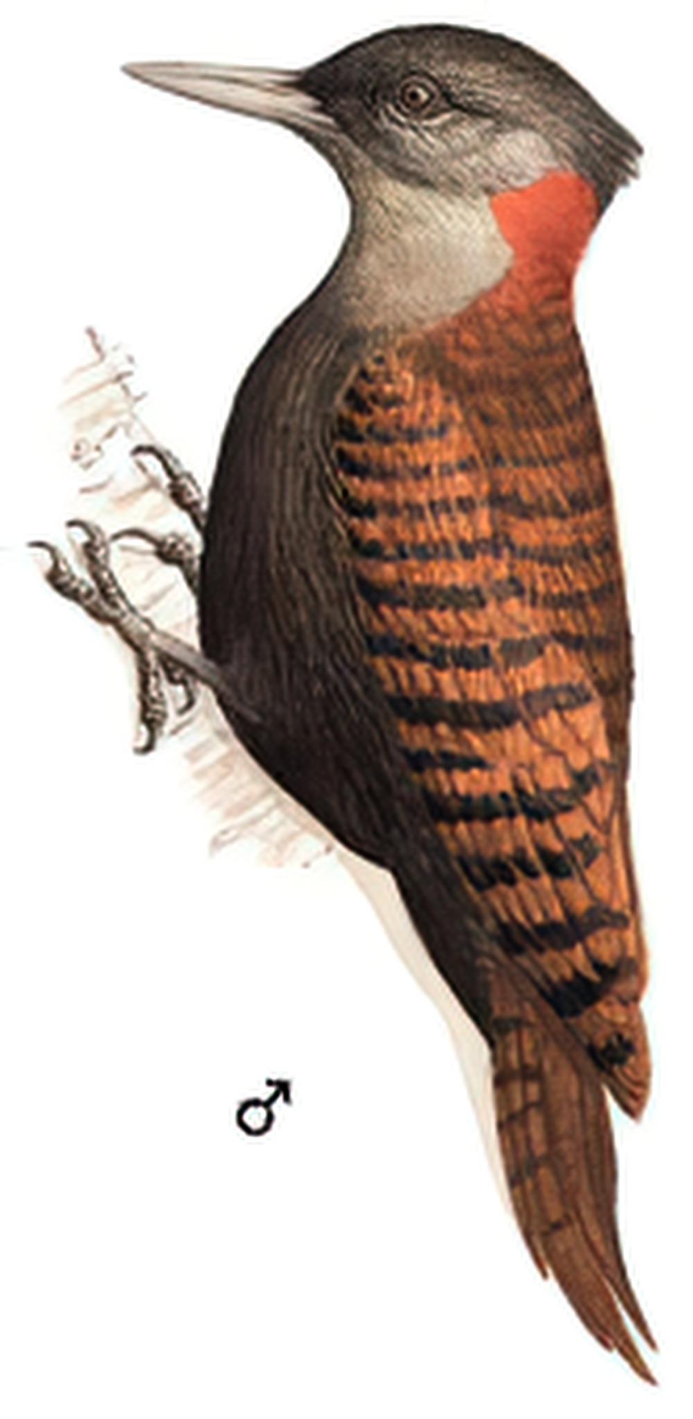 黄嘴栗啄木鸟 / Bay Woodpecker / Blythipicus pyrrhotis