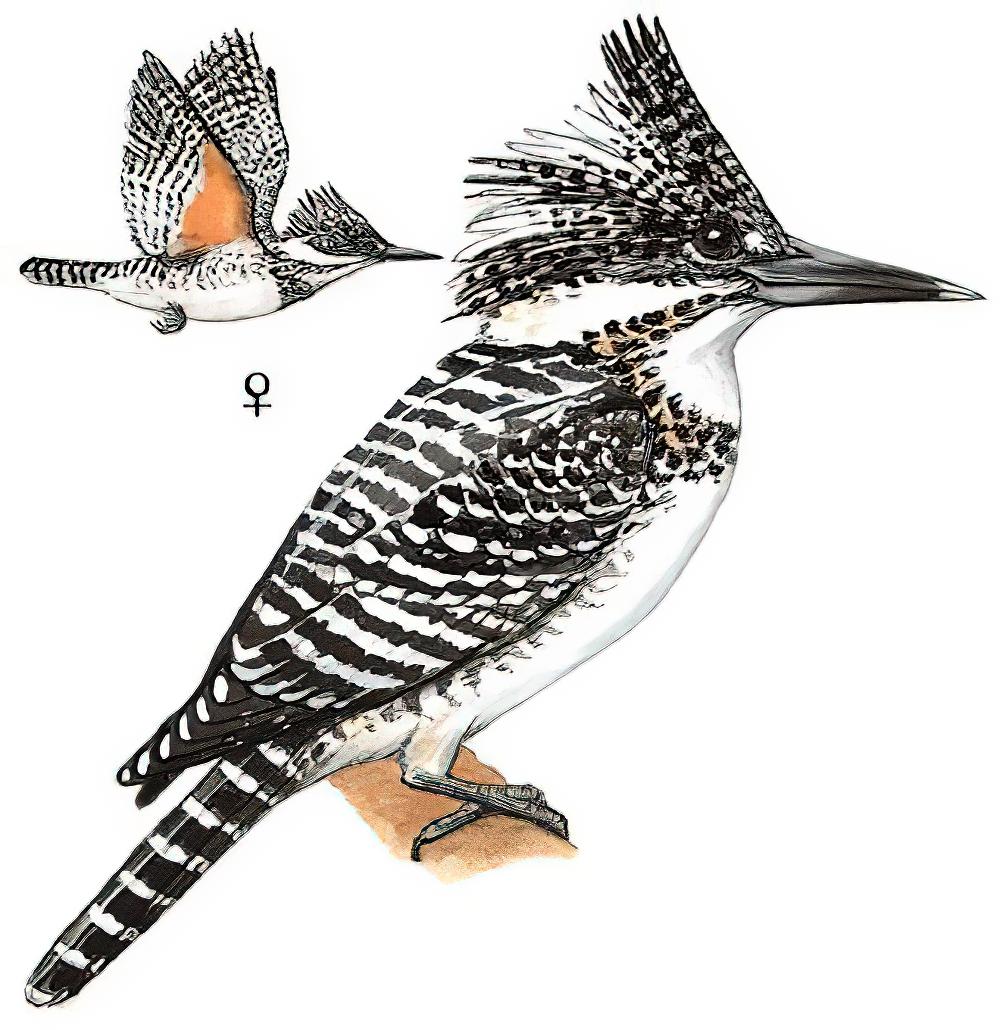 冠鱼狗 / Crested Kingfisher / Megaceryle lugubris