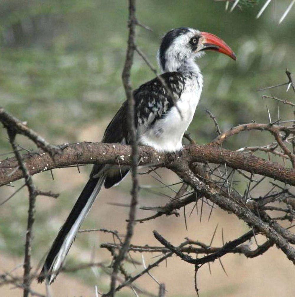 坦桑尼亚红嘴犀鸟 / Tanzanian Red-billed Hornbill / Tockus ruahae