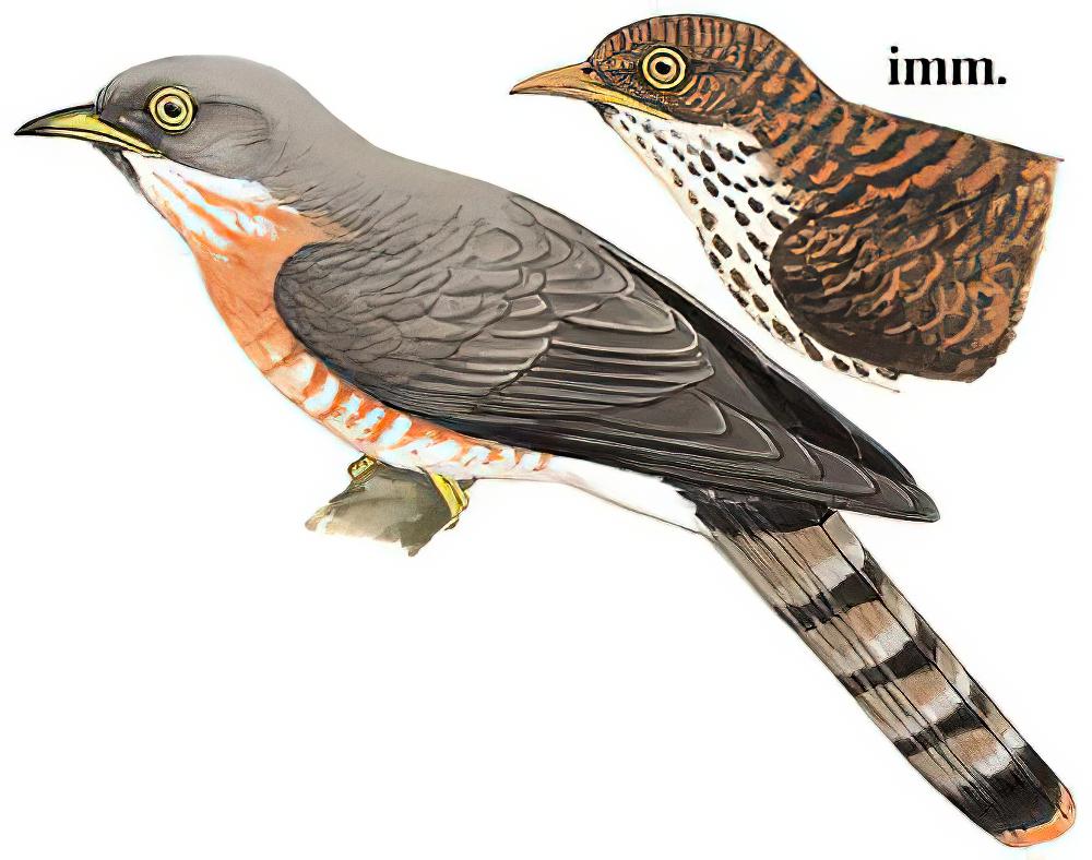 普通鹰鹃 / Common Hawk-Cuckoo / Hierococcyx varius