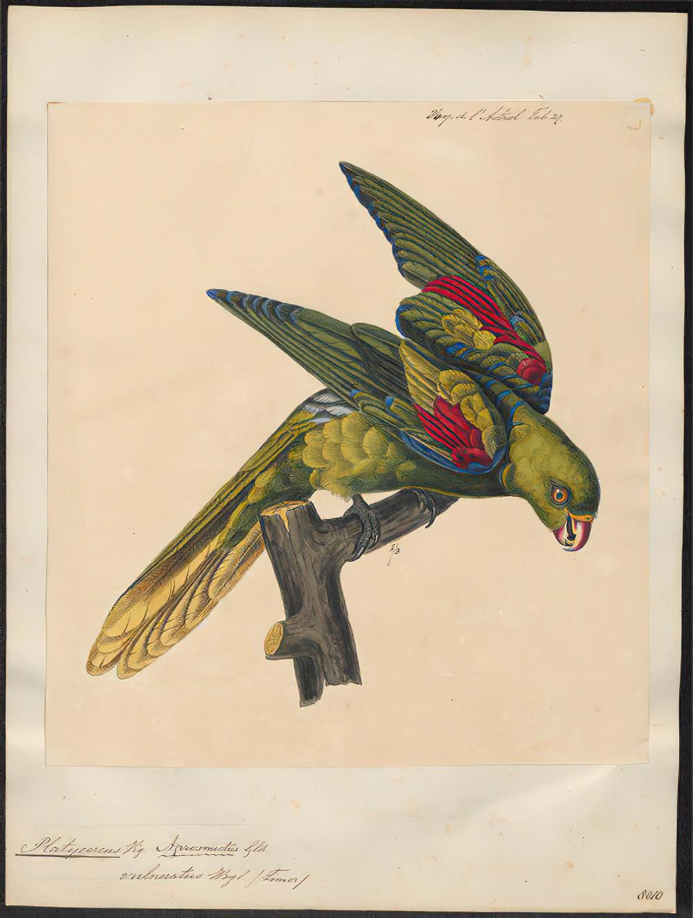 帝汶红翅鹦鹉 / Jonquil Parrot / Aprosmictus jonquillaceus