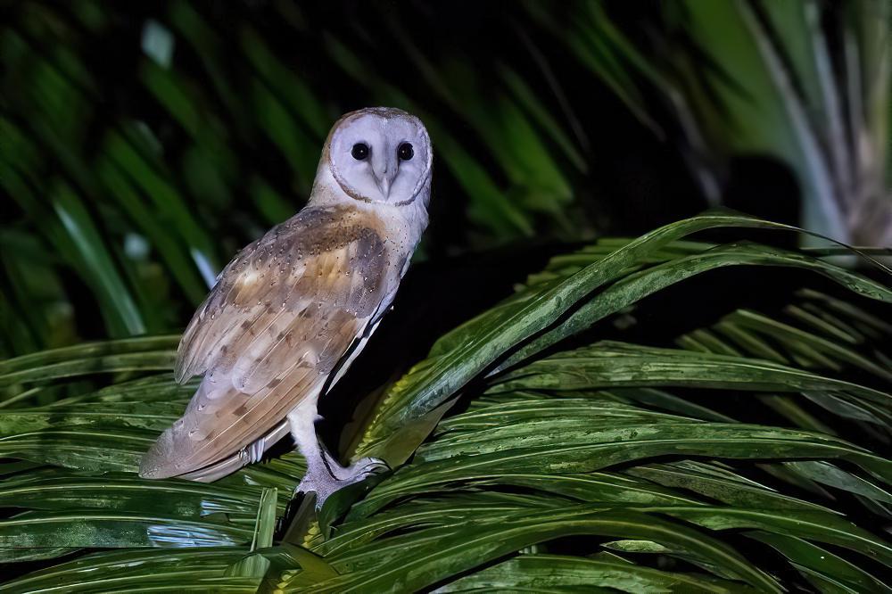 美洲仓鸮 / American Barn Owl / Tyto furcata