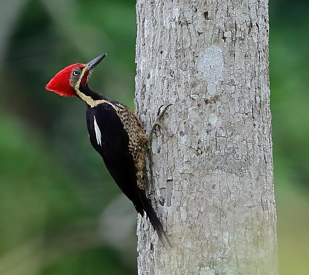 细纹黑啄木鸟 / Lineated Woodpecker / Dryocopus lineatus