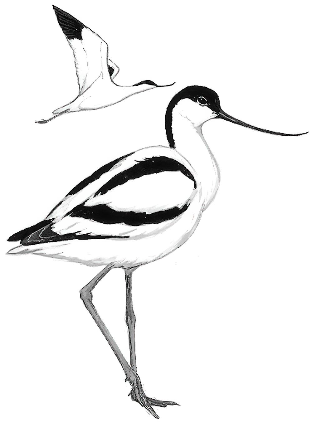 反嘴鹬 / Pied Avocet / Recurvirostra avosetta