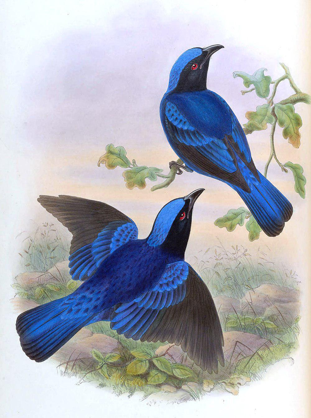 蓝腹和平鸟 / Philippine Fairy-bluebird / Irena cyanogastra