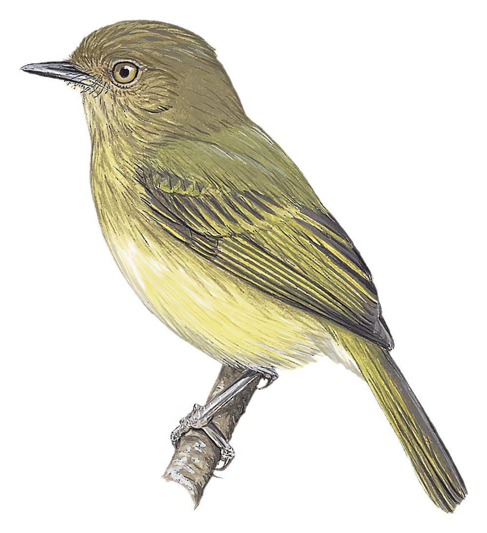 玻利维亚哑霸鹟 / Yungas Tody-Tyrant / Hemitriccus spodiops