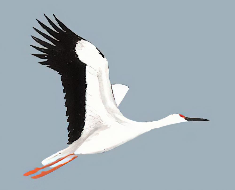 东方白鹳 / Oriental Stork / Ciconia boyciana