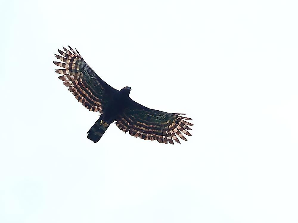 黑鹰雕 / Black Hawk-Eagle / Spizaetus tyrannus
